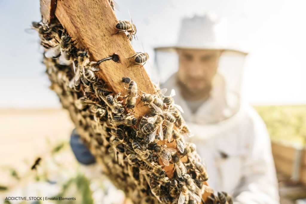 abejas en peligro de extinción, Abejas enfrentan riesgo de desaparecer, Más Bienestar