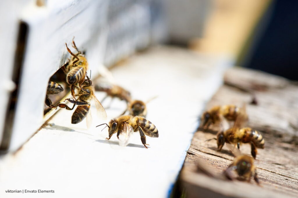 abejas en peligro de extinción, Crisis silenciosa con consecuencia grave para el ecosistema, Más Bienestar