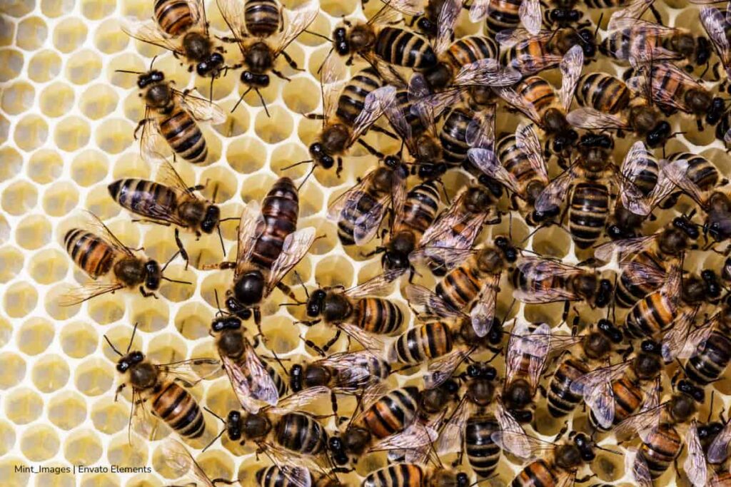 abejas en peligro de extinción, El uso de plaguicidas están matando a las abejas, Más Bienestar