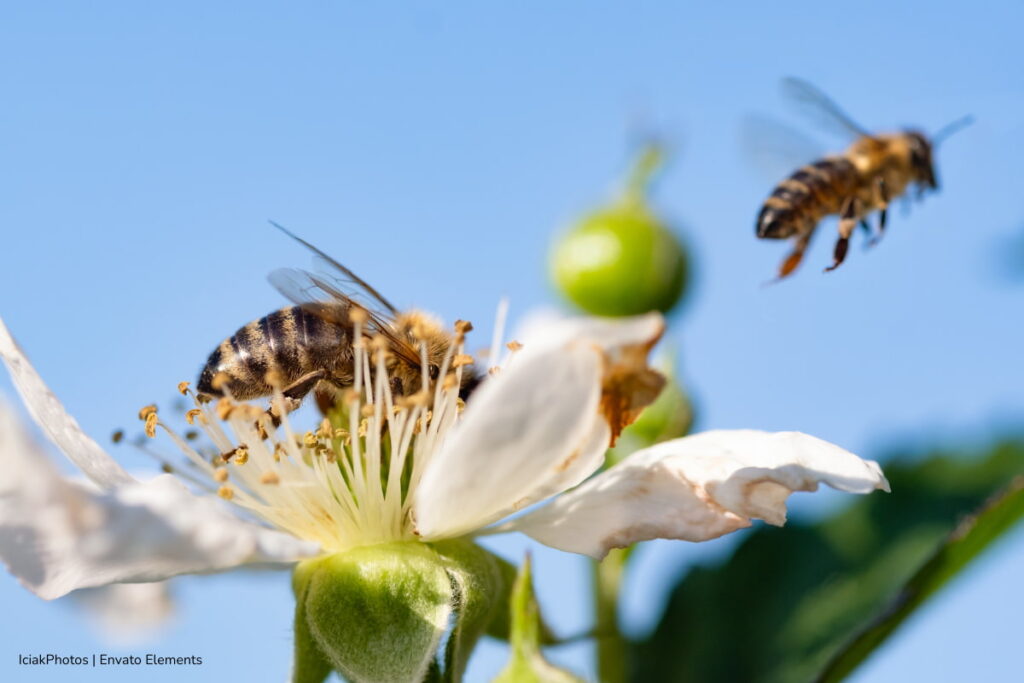 abejas en peligro de extinción, abejas en peligro de extinción en Europa, Más Bienestar