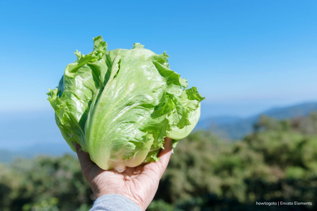 por qué la lechuga se daña tan rápido, lechuga fresca del campo, Más Bienestar