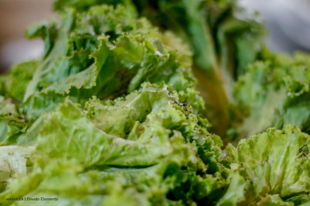 por qué la lechuga se daña tan rápido, lechuga oxidada y a punto de dañarse, Más Bienestar